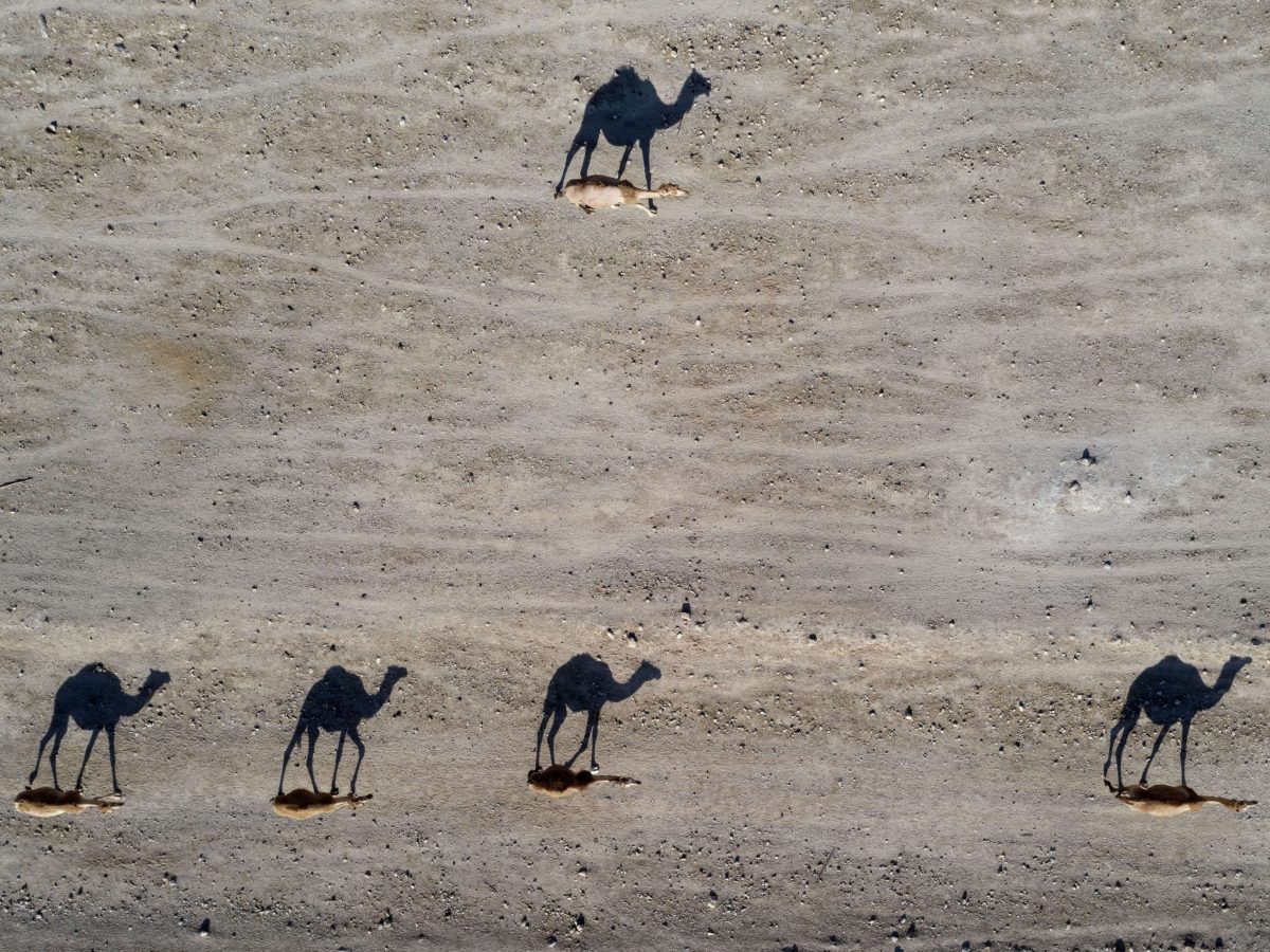 نفوق إبل بصحراء دوز.. السبب