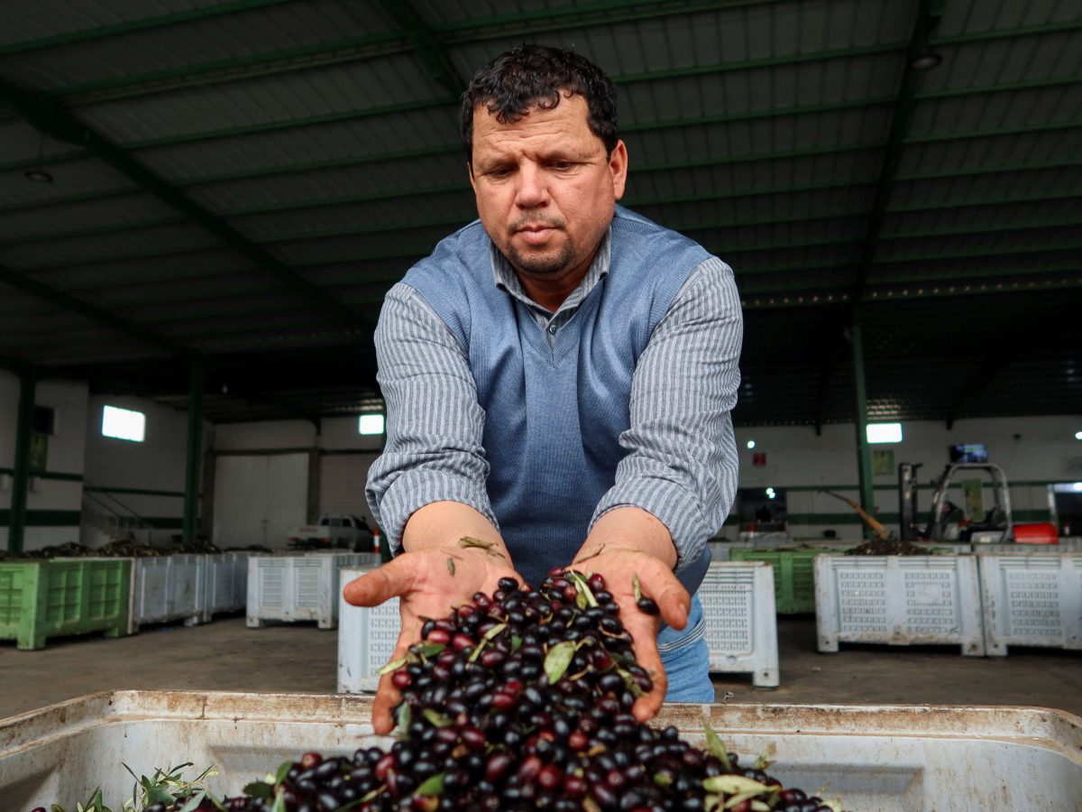 إنقاذ موسم الزيتون.. دعوة عاجلة لرئيس الجمهورية