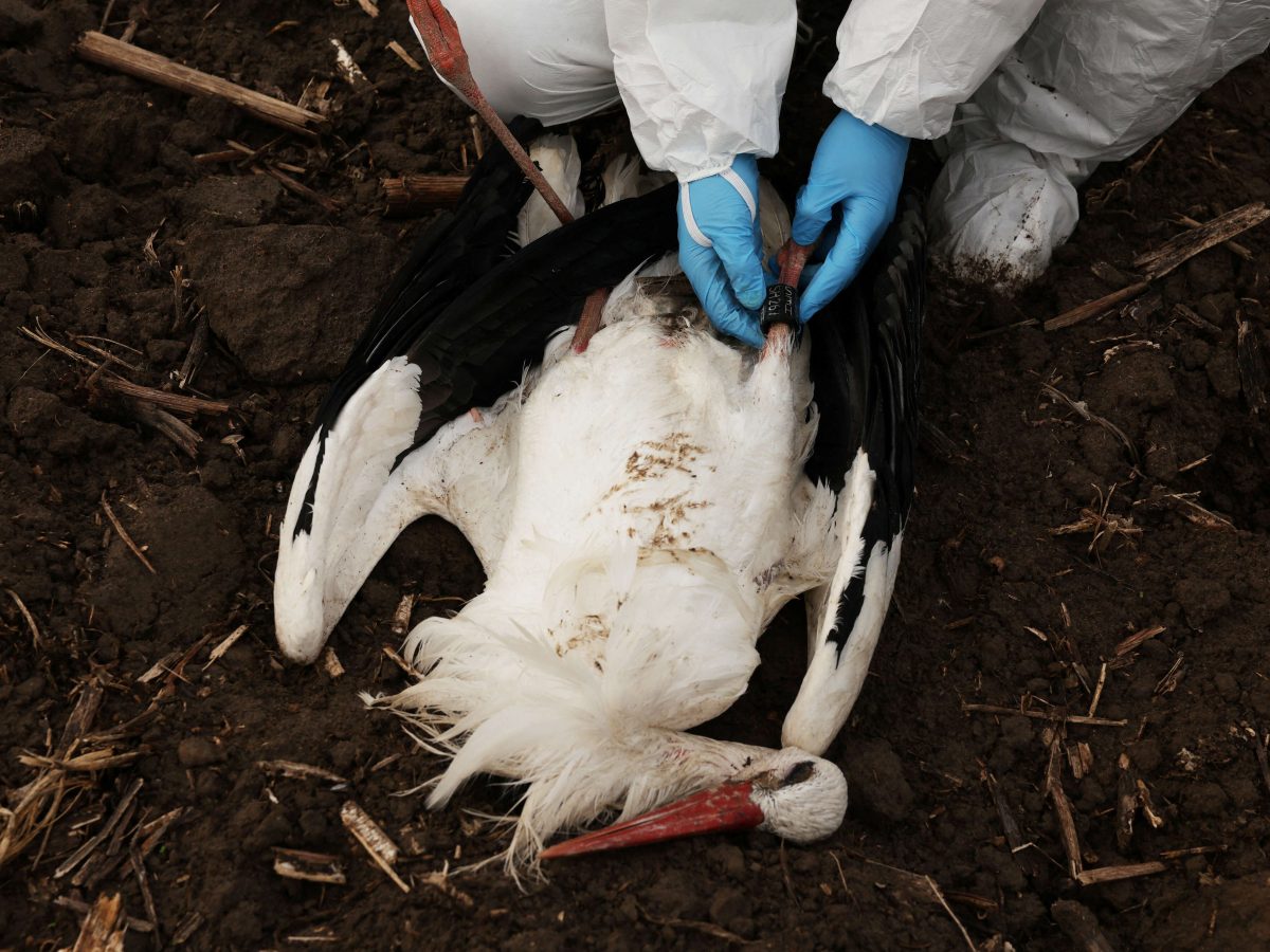 إنفلونزا الطيور تضرب الهند