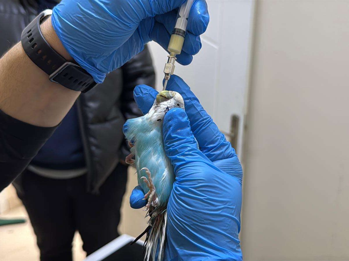 تخصص نادر.. بيطري تركي يجري عمليات جراحية دقيقة للطيور