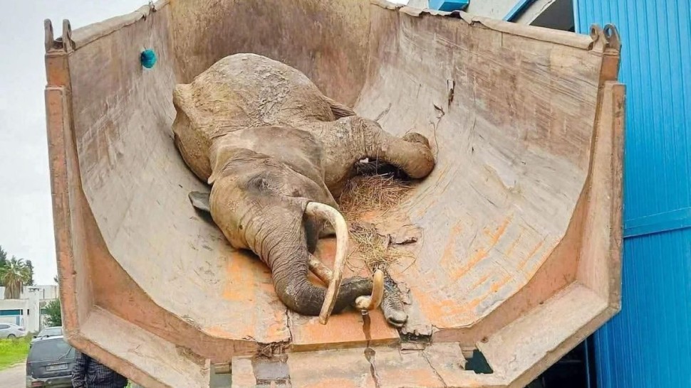 بلدية تونس تكشف تفاصيل نفوق الفيلة “بايبي”