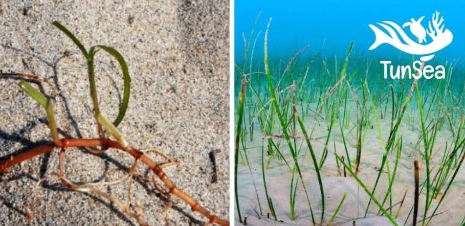 تحذير بيئي.. الأمواج تقتلع غابات بحرية حيوية