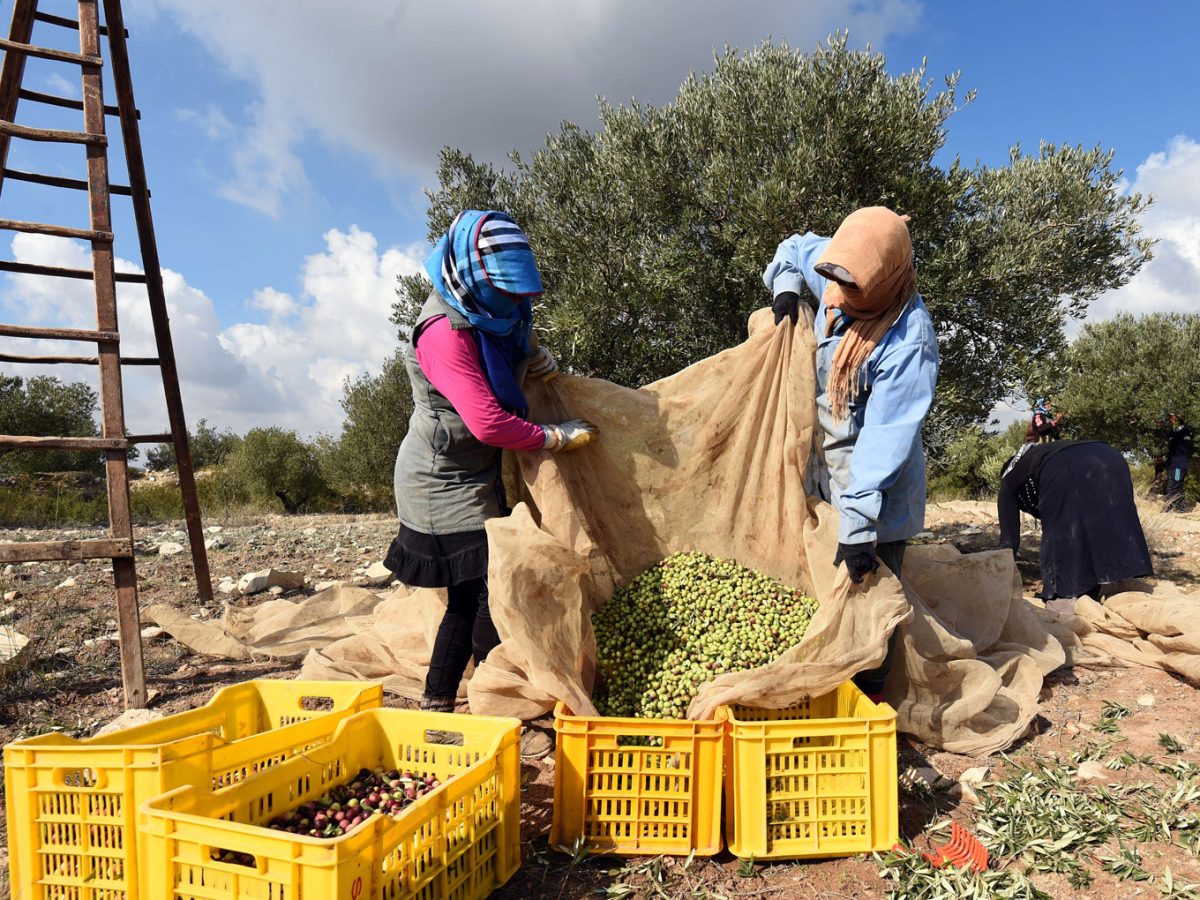 دعوة عاجلة لرئاسة الجمهورية لإنقاذ موسم الزيتون