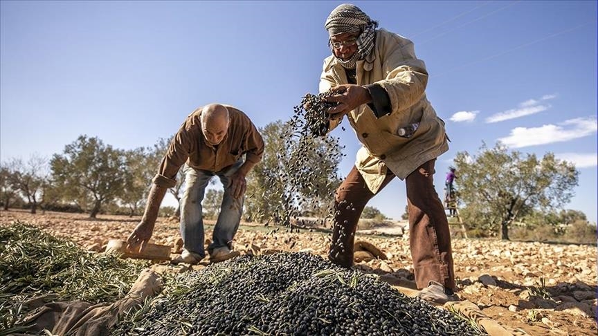 زيتون الوسلاتي.. كنز تونسي يعود لمهده بعد غياب قرنين ونصف