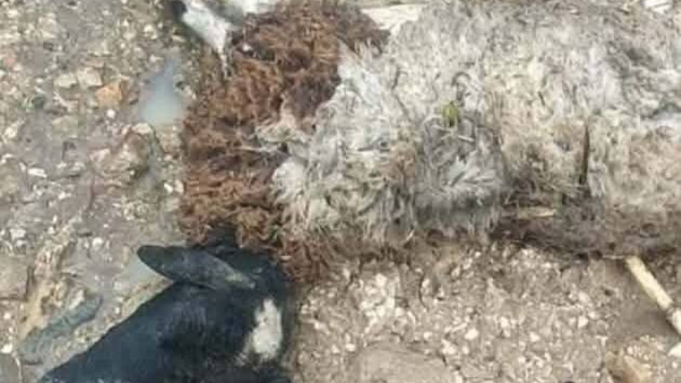 بنزرت/ السيول تجرف 79 رأس غنم لفلاح شاب