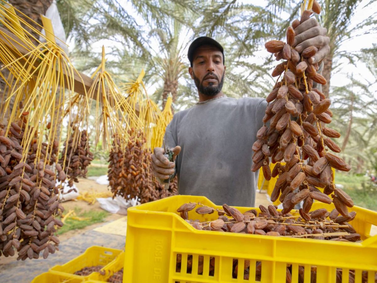 تونس في صدارة الدول المصدّرة للتمور رغم محدودية الإنتاج تونس في صدارة الدول المصدّرة للتمور رغم محدودية الإنتاج