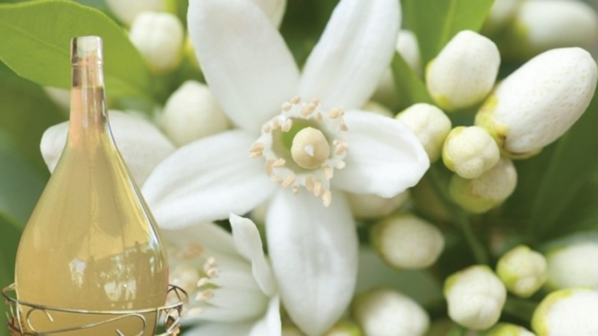 نابل/ انطلاق موسم جني الزهر