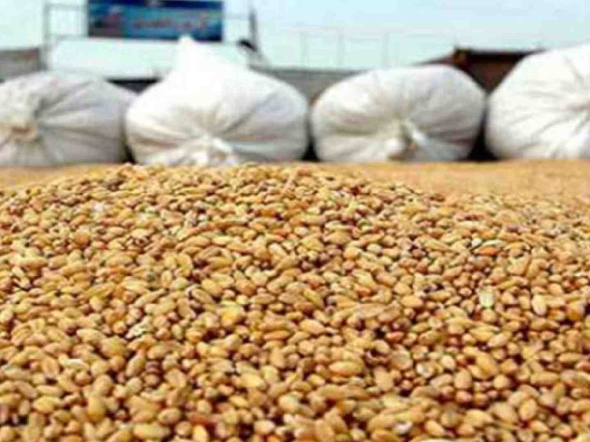 ديوان الحبوب يطرح مناقصة دولية لشراء 100 ألف طن قمح