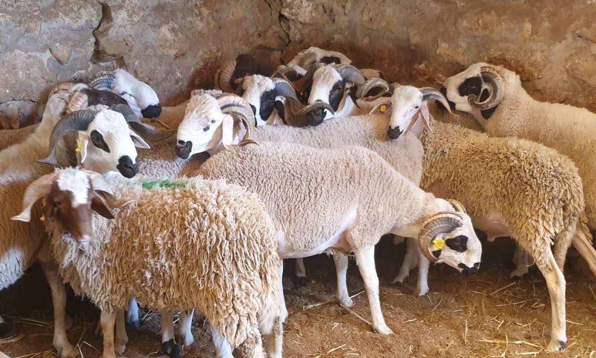 طلب عروض لتوريد الخرفان الحية لعيد الأضحى