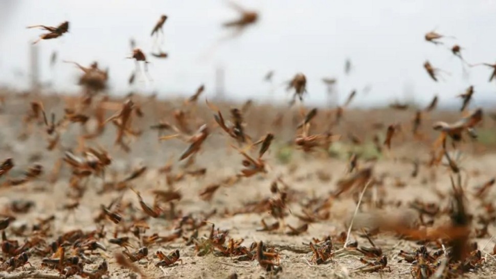 تطاوين/ استعدادات مواجهة أسراب الجراد الصحراوي