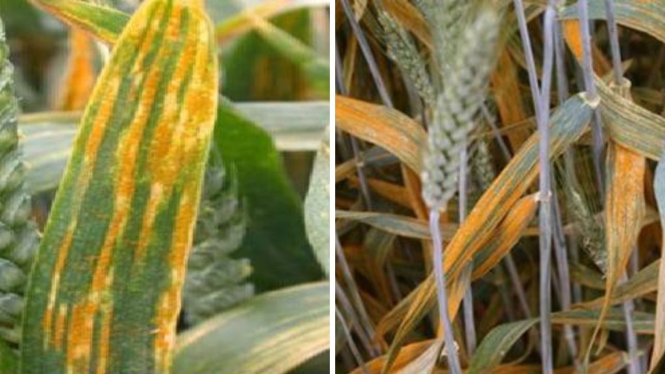 رصد مرض الصدأ الأصفر ببعض مزارع القمح بالشمال