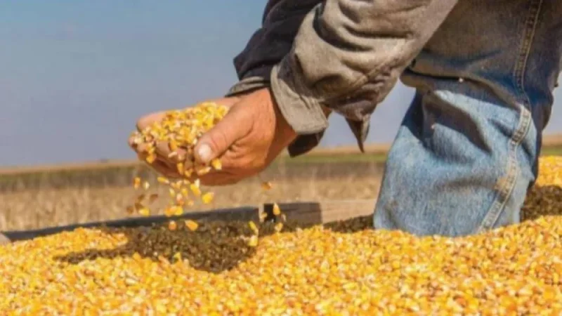 القصرين/ تحسن في إنتاج الأعلاف وانفراج جزئي في تزويد الأمونيتر