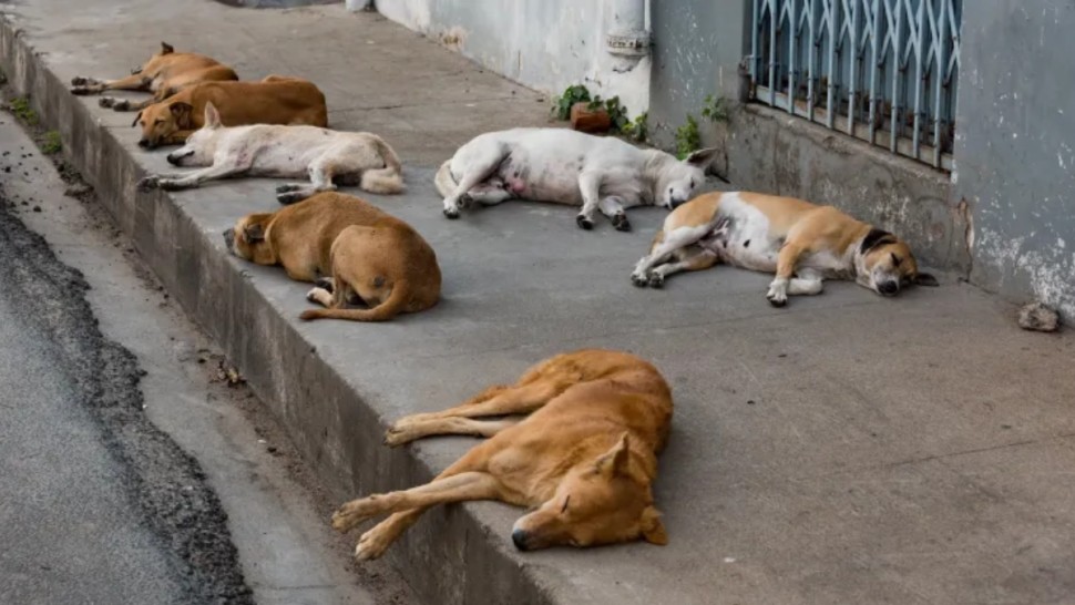 مبادرة وطنية لوقف قنص الكلاب السائبة وتعويضه بحلّ بديل