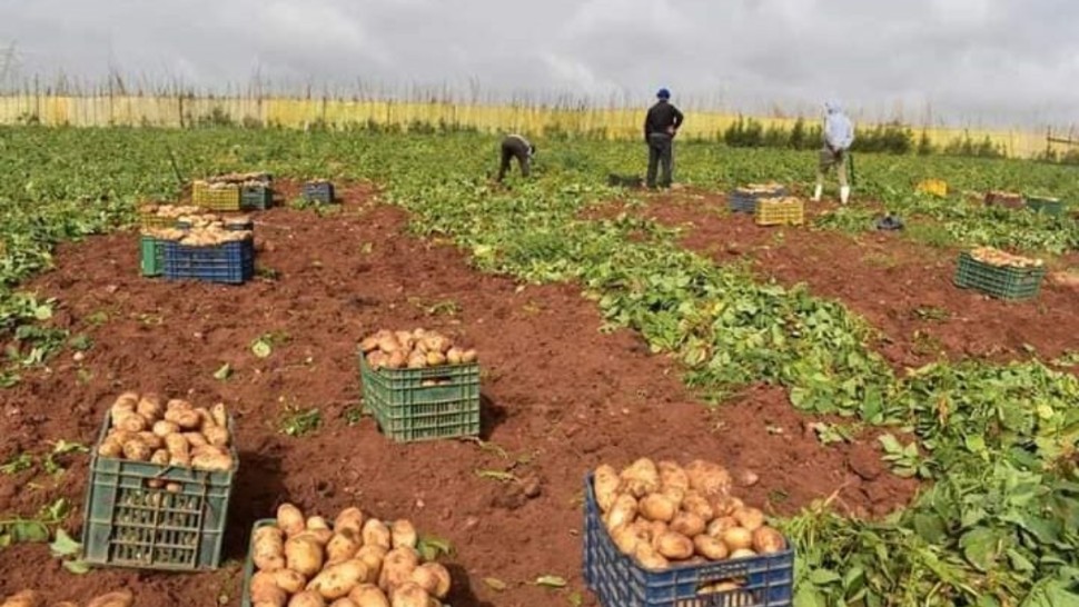 أمراض فطرية تهدد محصول البطاطا بجندوبة.. دعوات عاجلة للتدخل