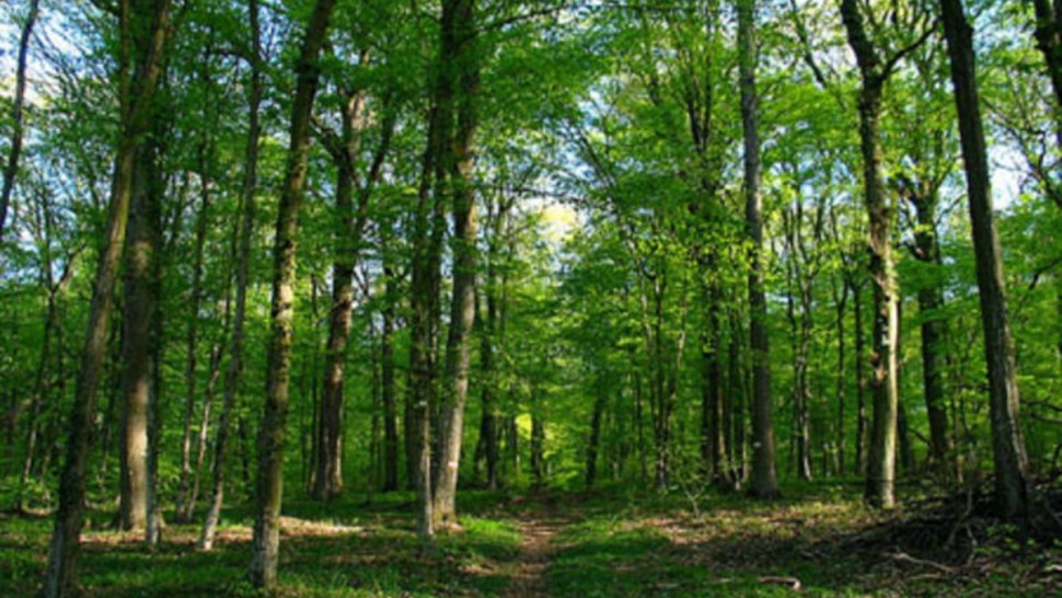 جندوبة/ تدابير وقائية لحماية المحاصيل والغابات