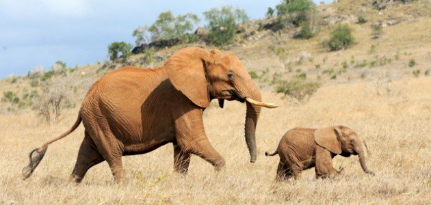 فيلتان عالقتان بميناء رادس في انتظار استكمال إجراءات الدخول