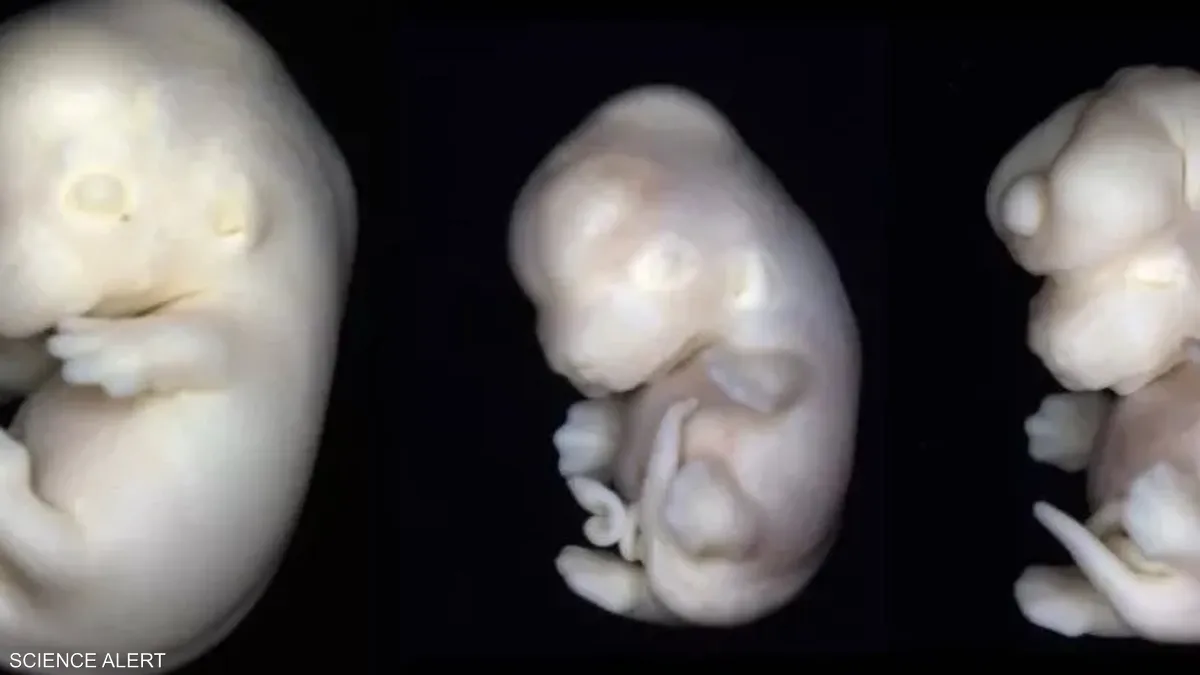 مواد في منزلك قد تشوه الأجنة.. دراسة تكشف