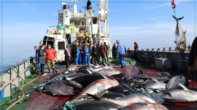 التن الأحمر