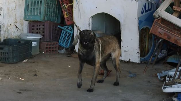 كلب المنستير