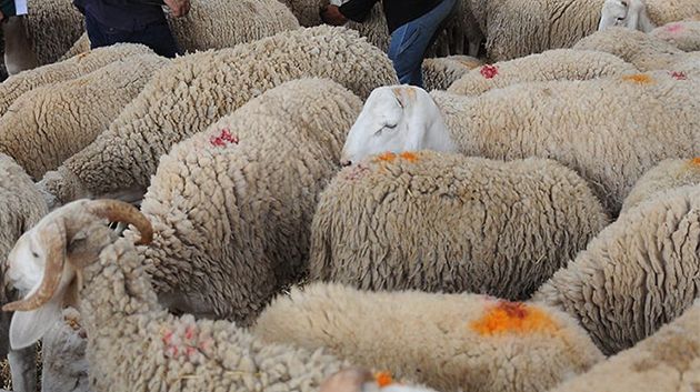 الأضاحي