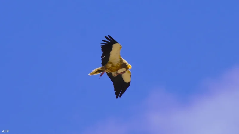 النسر المصري