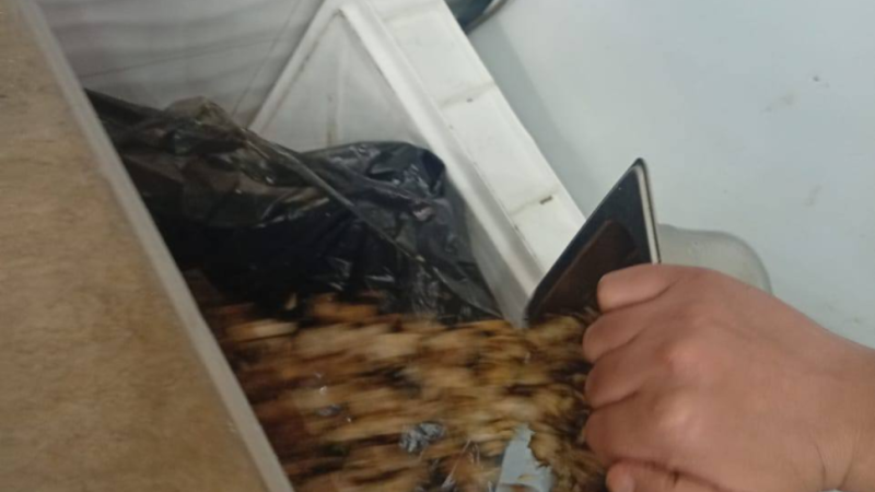 بلدية تونس