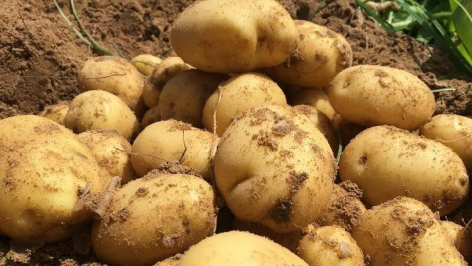 اتحاد الفلاحة يحذر من ارتفاع أسعار البطاطا