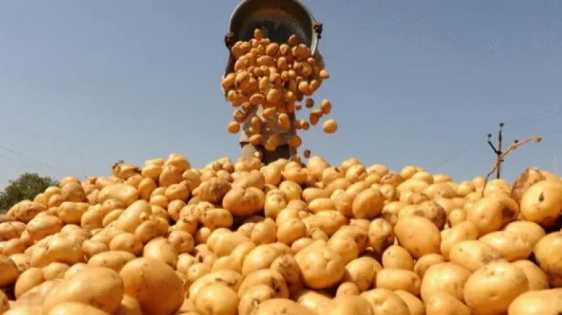 البطاطا