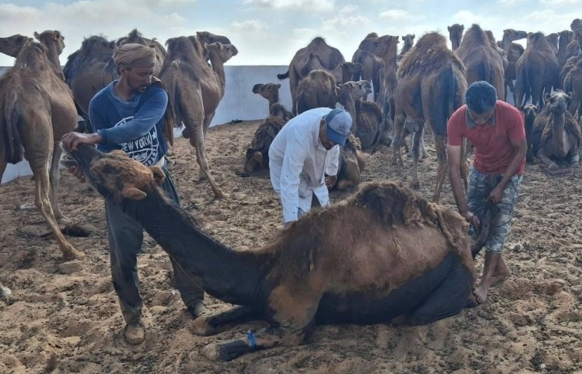 بعد انتشار الجرب.. قافلة بيطرية تجوب مناطق الإبل بالجنوب