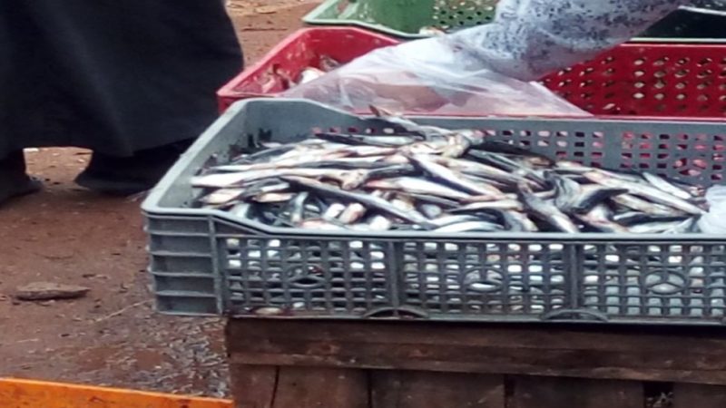 تجارة السمك