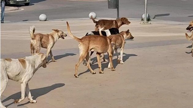 الكلاب السائبة